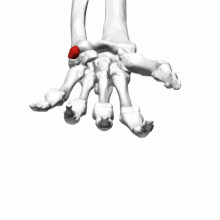 Pisiform_bone_%28left_hand%29_-_animation03.gif