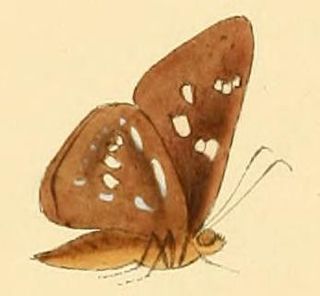 <i>Pithauria marsena</i> Species of butterfly