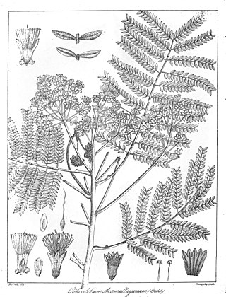 <i>Archidendron clypearia <span style="font-style:normal;">subsp.</span> subcoriaceum</i> Subspecies of legume