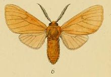 Pl.1-06-Burra Anace = Metarctia burra (שאוס, 1893) .JPG