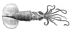 Planctoteuthis danae.jpg