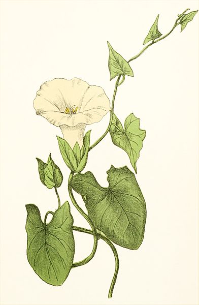 File:Plantenschat1898 311 151 Haagwinde.— Convolvulus sepium.jpg