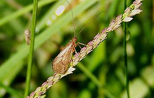 Platte River Caddisfly (7489196080).jpg