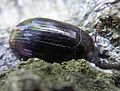 Platydema violaceum + 1 Schmit