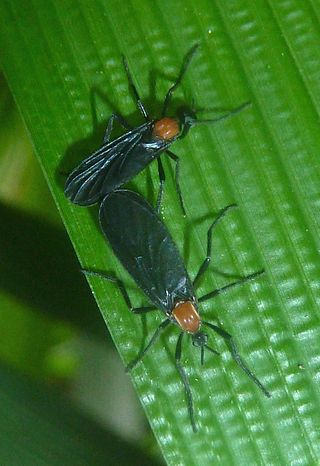 <i>Plecia</i> Genus of March flies