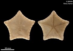File:Plinthaster lenaigae (MNHN-IE-2013-7005) 01.jpg (Category:Echinodermata in the Muséum national d'histoire naturelle)
