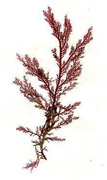 Plocamium cartilagineum herbarium lembar