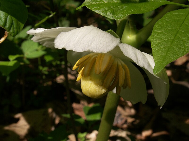 Mayapple