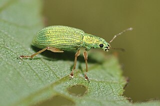 <i>Polydrusus impressifrons</i> Species of beetle