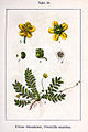 Potentilla anserina vol. 8 - plate 18 in: Jacob Sturm: Deutschlands Flora in Abbildungen (1796)