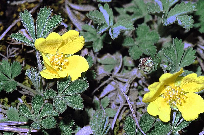 File:Potentilla arenaria0 eF.jpg