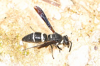 <i>Euodynerus megaera</i> Species of wasp