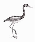 Pienoiskuva sivulle Presbyornis