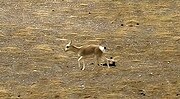 Miniatuur voor Tibetaanse gazelle