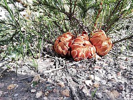 Protea subulifolia 47445986.jpg