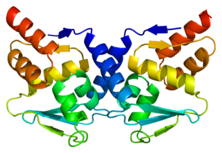 BCL6 protein-coding gene in the species Homo sapiens