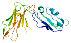 חלבון LILRB1 PDB 1g0x.png