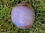Plommon "Opal" med Monilia fructigena.