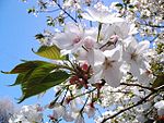 Prunus speciosa, - Shinjuku Gyoen, - ca. April 2009 a.jpg