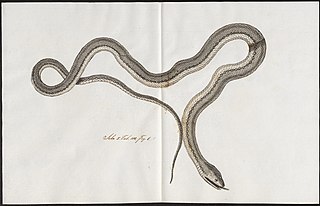 <i>Pseudoeryx</i> Genus of snakes