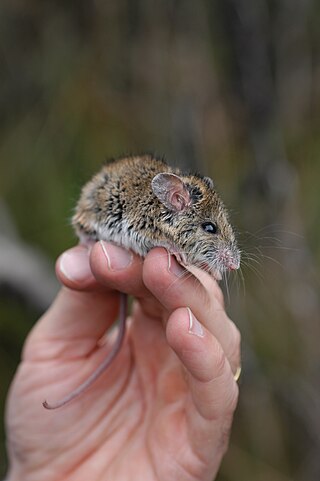 <span class="mw-page-title-main">New Holland mouse</span> Species of rodent