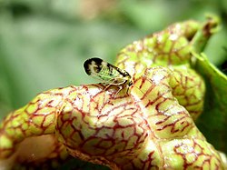 Psyllopsis cf. fraxini (Aphalaridae sp.), Hatertse Vennen, the Netherlands.jpg