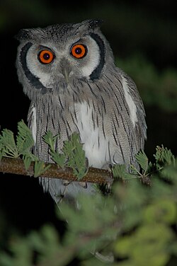 Ptilopsis granti -Chobe River front, Botswana-8.jpg