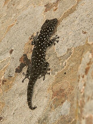 <i>Ptyodactylus</i> Genus of lizards