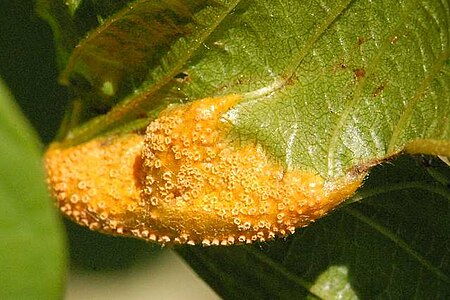 Puccinia.coronata.-.lindsey.jpg