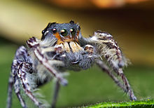 Phidippus putnami può essere tranquillamente annoverato fra i ragni più piccoli