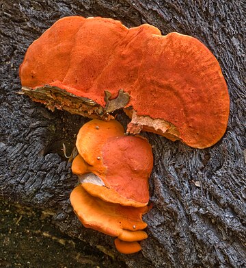 Pycnoporus coccineus