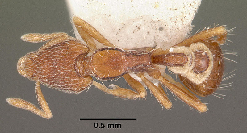 File:Pyramica elegantula casent0102542 dorsal 1.jpg