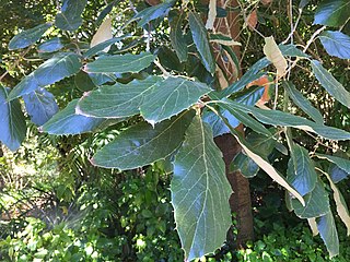 <i>Quercus calophylla</i> Species of oak tree