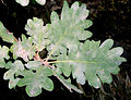 Foglie di roverella (Q.pubescens)