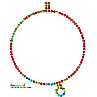 Small nucleolar RNA Z43