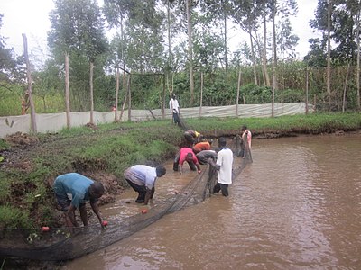 Wetland conservation at Rachel’s farm has enabled food security through tilapia fish farming within the community.This begun in 2016 as a Kenya government stimulus programme for youth.