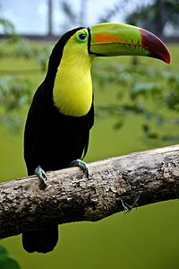 Ramphastos sulfuratus Flickr.jpg