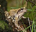 * Nomination Female Common Frog (Rana temporaria) --LC-de 18:26, 8 September 2008 (UTC) * Promotion Very good, passes QI requirements. TimVickers 18:55, 8 September 2008 (UTC)