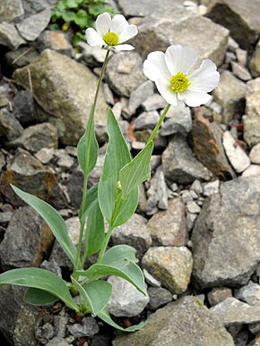 Описание изображения Ranunculus amplexicaulis 2.JPG.