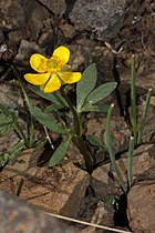   Ranunculus glaberrimus