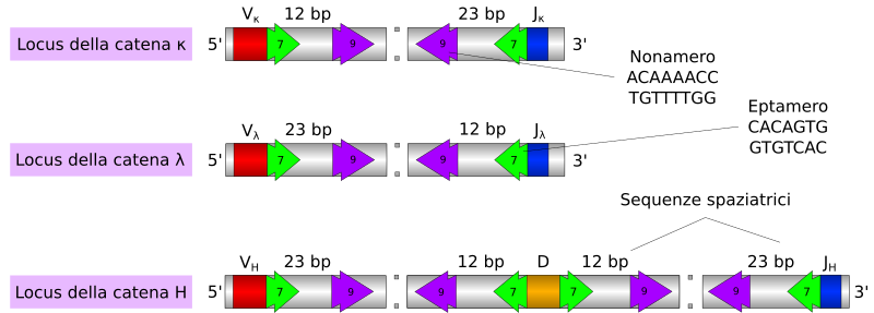 File:RecombinationIg sequences.svg