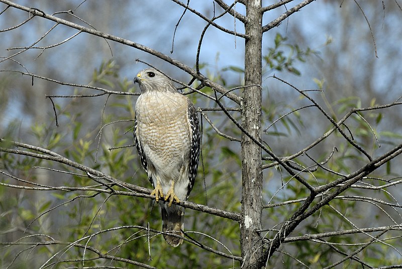 File:Red-shouldered Hawk.jpg