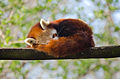 Red Panda (16816553977).jpg