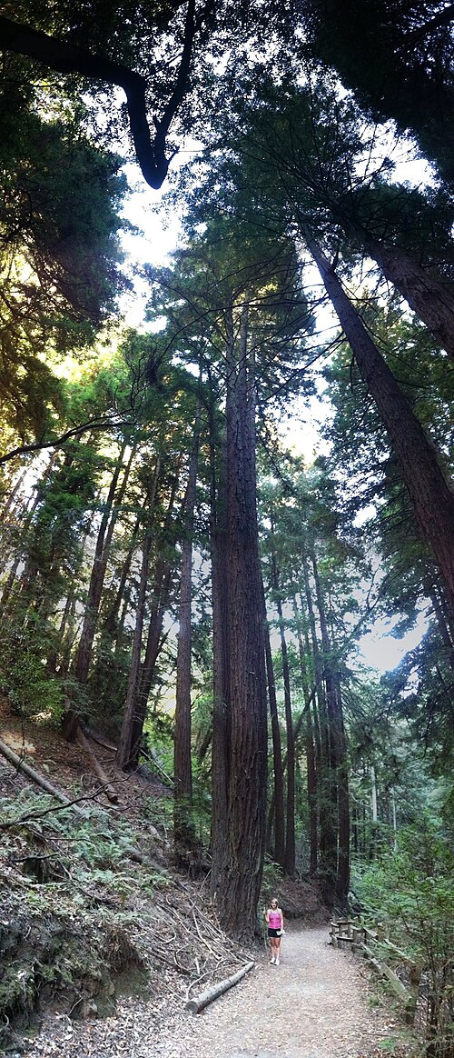 Young but already tall redwood trees (Sequoia sempervirens) in Oakland, California