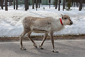 Reindeer