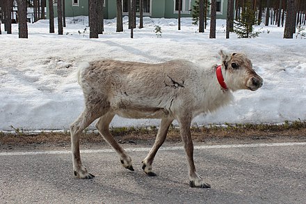A reindeer in Suomussalmi, Finland