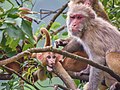 * Nomination Adult rhesus macaques grooming baby, IIT Mandi, Himachal, India --Tagooty 04:49, 15 August 2020 (UTC) * Decline  Oppose Too grainy. That level of noise/unsharpness can be OK for the background but not the subject. -- Ikan Kekek 20:06, 15 August 2020 (UTC)