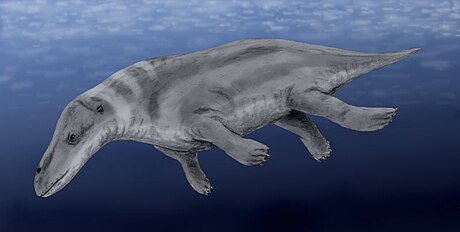 Rodhocetus