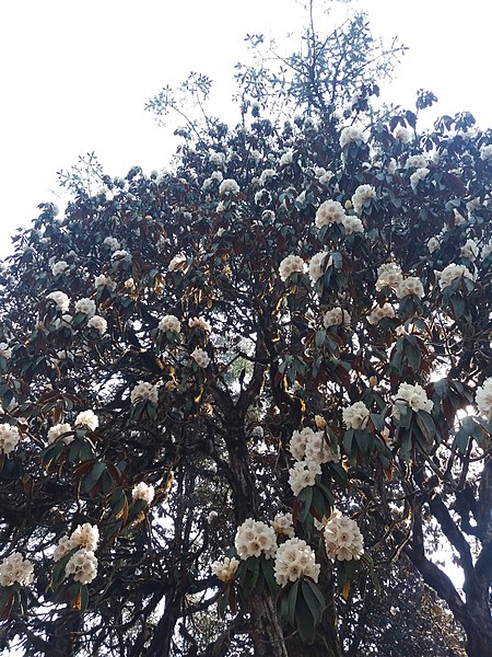 File:Rhododendron33.jpg