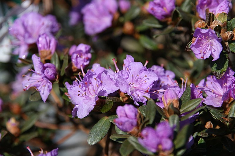 File:Rhododendron Ramapo 1zz.jpg